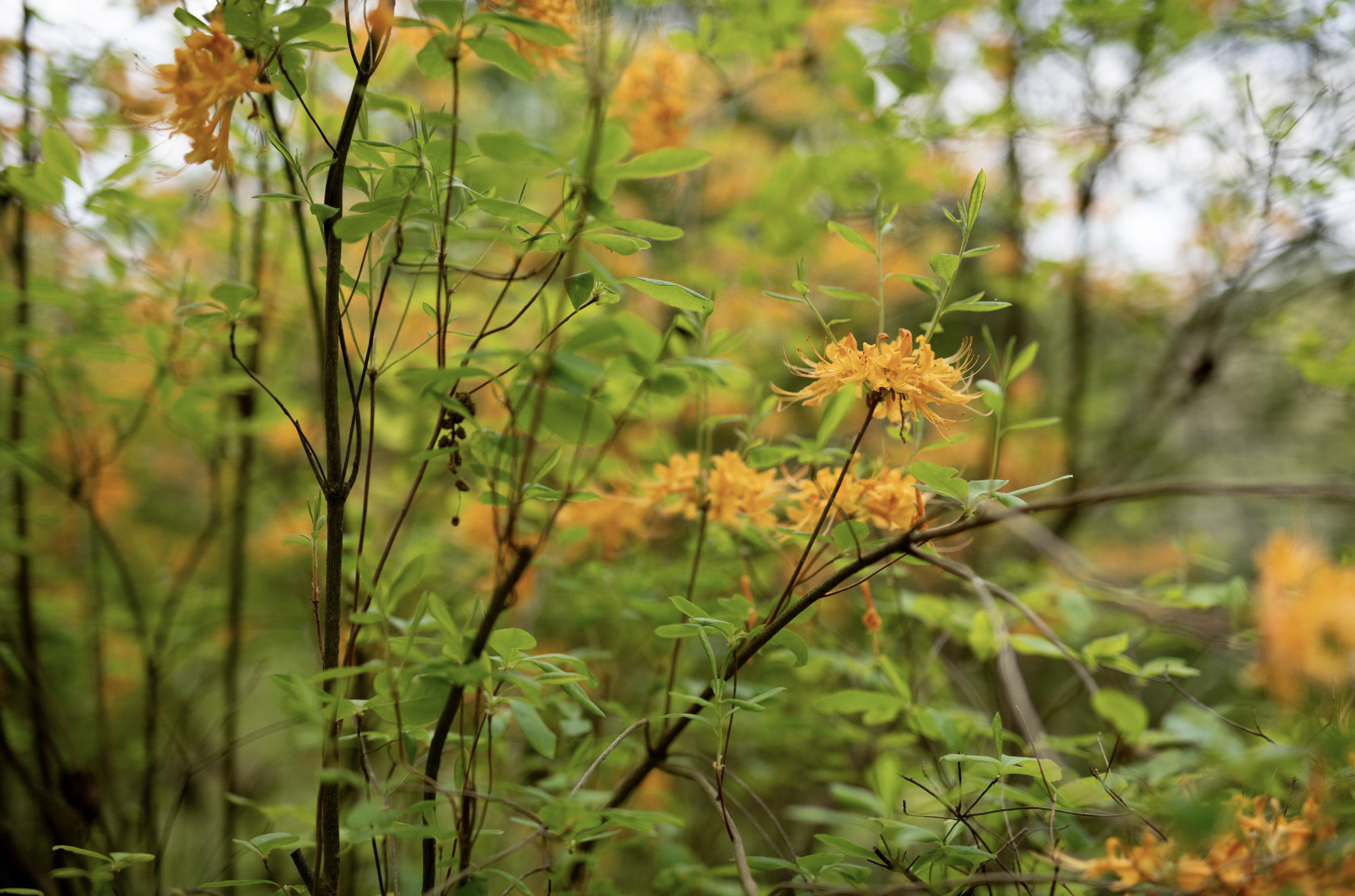 Florida Flame Azalea — Reflection Riding | Chattanooga nature